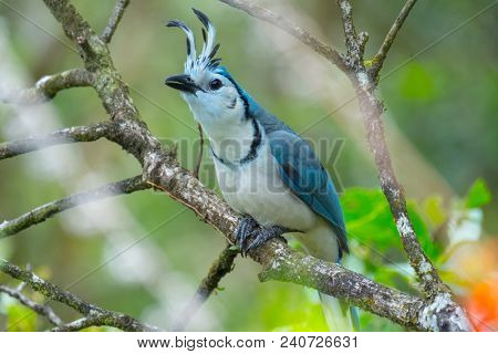 White throated magpie jay (Calocitta formosa) sits on the tree. Forest of Costa Rica
