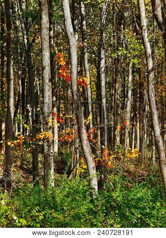 A Splash Of Orange Foliage Against A Late Autumn Dense Stand Of Trees