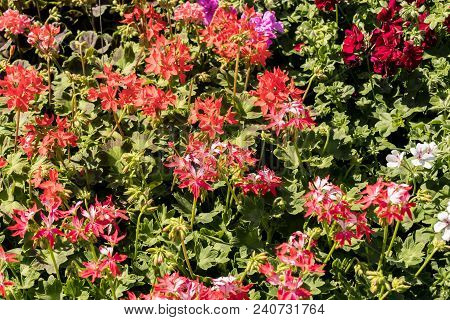 Flowering Geraniums In A Spring Flower Market