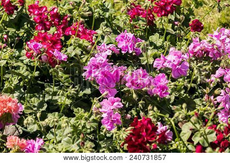 Flowering Geraniums In A Spring Flower Market
