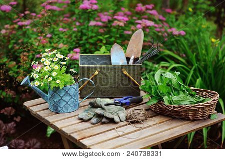 Garden Work Still Life In Summer. Camomile Flowers, Gloves And Toold On Wooden Table Outdoor In Sunn
