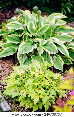 Heucherella Planted With Hosta In Summer Garden.