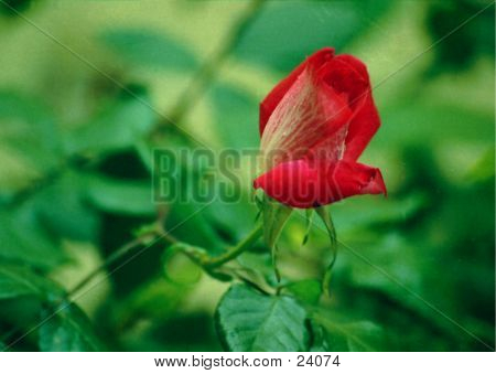 Rose de namorados