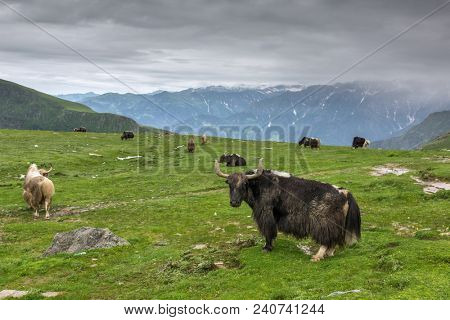 Domestic yaks at Rohtang pass in Himachal Pradesh state, Northern India