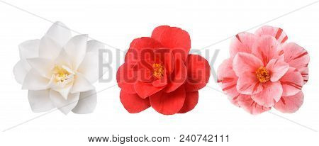 White Camellia Flower  Isolated On White Background