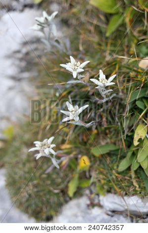 Some Edelweis- Flowers In The Mountains Of Austria