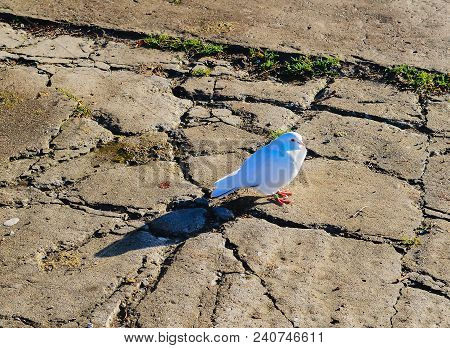 Street Dove Walking In Park And Finding Meal.