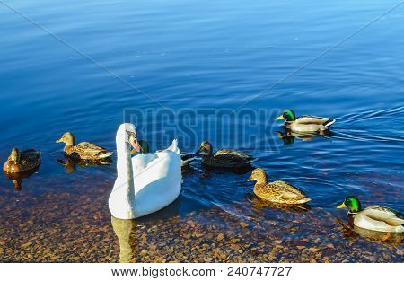 Beautiful Swans On River Coast At Spring In East Europe.