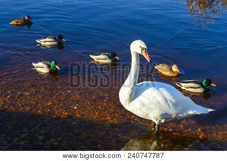 Beautiful Swans On River Coast At Spring In East Europe.