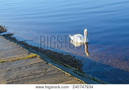 Beautiful Swan On River Coast At Spring In East Europe.