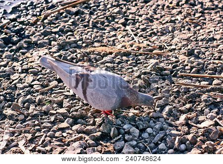 Street Dove Walking In Park And Finding Meal.