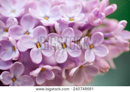 The Real Spring Flowers Of Purple Lilac Close-up