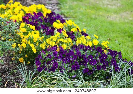 Beautiful Garden Flowers. Multicolored Pancies In Spring Park.