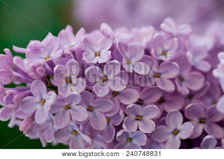 The Real Spring Flowers Of Purple Lilac Close-up