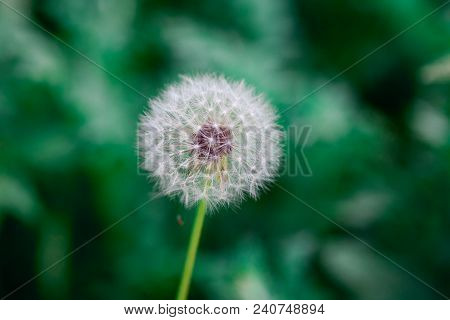 Dandelion Seeds In The Sunlight Blowing Away Across A Fresh Green Background
