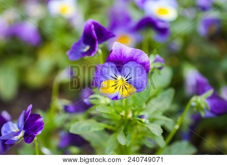Beautiful Garden Flowers. Multicolored Pancies In Spring Park.