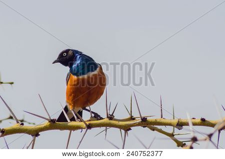 Superb Starling With Naughty Look On A Branch In The Savannah Of The Amboseli In Kenya