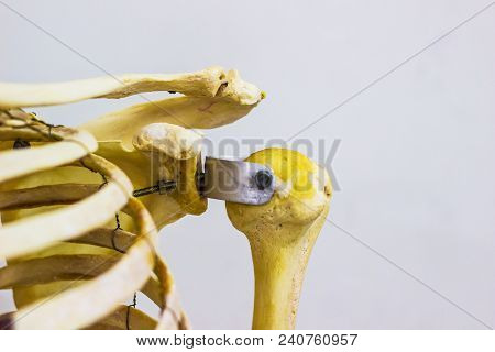 Articulated Humerus Clavicle And Scapula Bones Showing Human Left Shoulder Joint Anatomy In White Ba