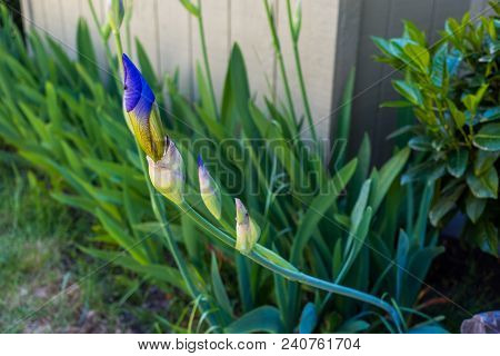 A Closeup Shot Of An Iris Flower That Is About To Open.
