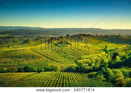 Panoramic View Of Countryside And Chianti Vernaccia Vineyards From San Gimignano On Sunrise. Tuscany