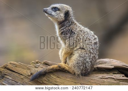 A Meerkat Sitting On Tree Trunk, Looking Upwards.