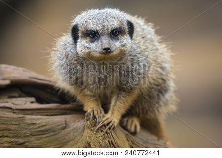 A Meerkat Sitting On A Tree Trunk.