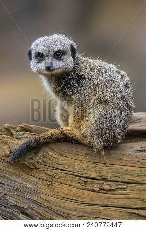 A Meerkat Sitting On A Tree Trunk.