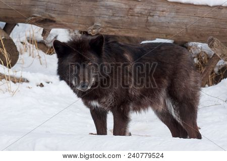 Wild Black Canadian Wolf Is Standing On White Snow. Canis Lupus Pambasileus. Animals In Wildife.