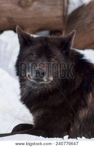 Wild Black Canadian Wolf Is Lying On White Snow. Close Up. Animals In Wildife. Canis Lupus Pambasile