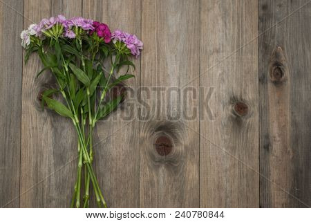 Beautiful Carnation Pink Fucsia Flowers On Wooden Surface Background
