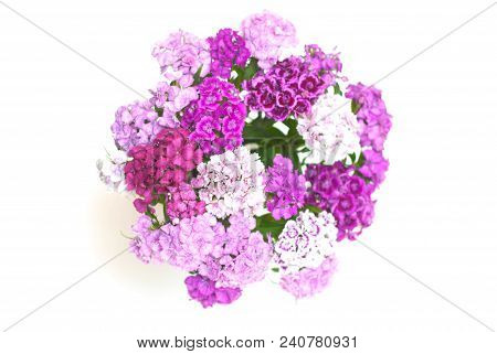 Pink Carnation Flower Isoalted On White Bouquet. Floristic Arrangement Greetin