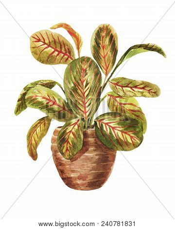 Watercolor Arrowroot In A Pot Isolated On White Background. Bright Plant On The Windowsill
