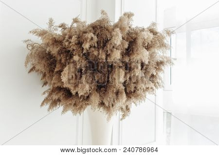 Dry Thistle, Burdock And Reeds Common Bulrush In Vase Isolated On White Wall Background.