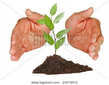 Sapling ป้องกัน ด้วยมือ