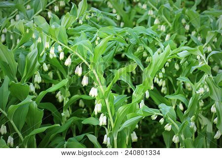 White Flowers Of Solomon S Seal Plant Of Genus Polygonatum .