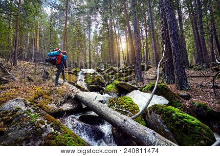 Tourist With Backpack In The Forest