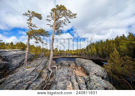 Beautiful Pine Tree At Mountain Lake