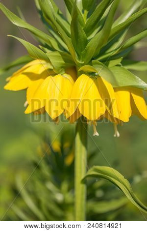Beautiful Bright Yellow Flowers Hazel Grouse Imperial On A Lawn In A Spring Park Or Garden. Close Up
