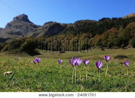 Viole