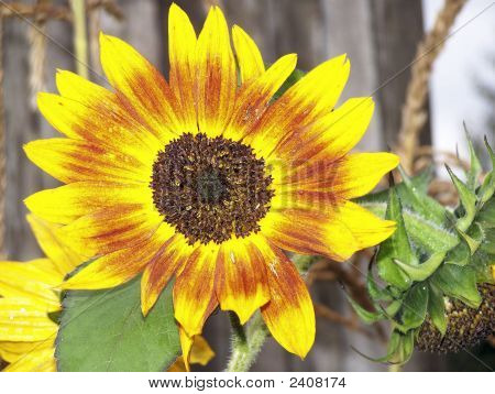 Zonnebloem