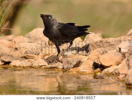 The Western Jackdaw, Coloeus Monedula, Also Known As The Eurasian Jackdaw, Is A Passerine Bird In Th