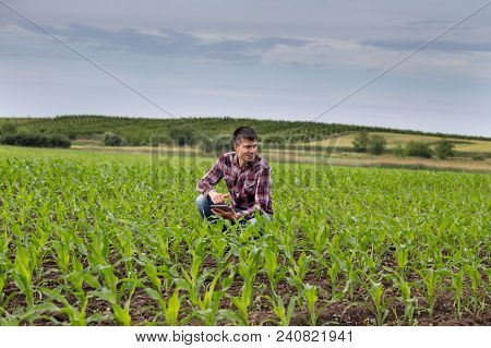 Farmer With Tablet In Corn Field In Spring