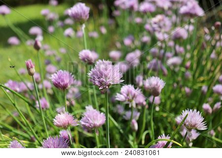 Fresh Purple Chives Flower Or Wild Chives, Flowering Onion, Garlic Chives, Chinese Chives, Schnitt L