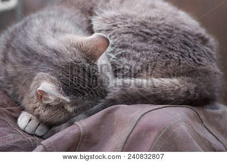 Gray Cat Lovely Sleeps Outside Like Glomeruli