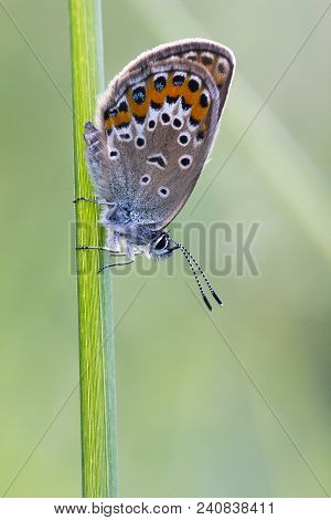 Small Butterfly Lycaenidae On Grass. Plebejus Argus (silver-studded Blue) Butterfly Rest, Scene Of M