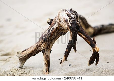 A Piece Of Wood On The Beach, A Maritime Landscape.
