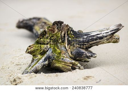 A Piece Of Wood On The Beach, A Maritime Landscape.