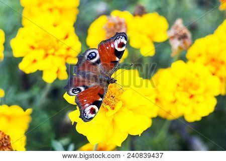 European Peacock (aglais Io) Butterfly Sits On Yellow Flower Tagetes, Top View