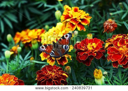 European Peacock (aglais Io) Butterfly Sits On Orange Flower Tagetes, Top View