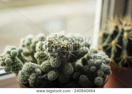 Сactus Mammillaria Elongata ( Gold Lace Cactus, Ladyfinger Cactus ) Blooming With White Flower